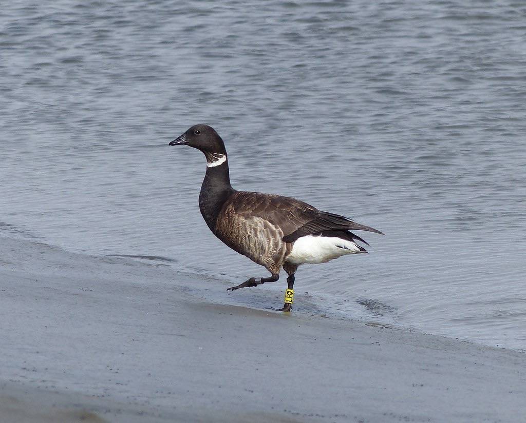 Color marked Brant by Kristine Sowl/USFWSAlaska is licensed under CC BY-NC-ND 2.0